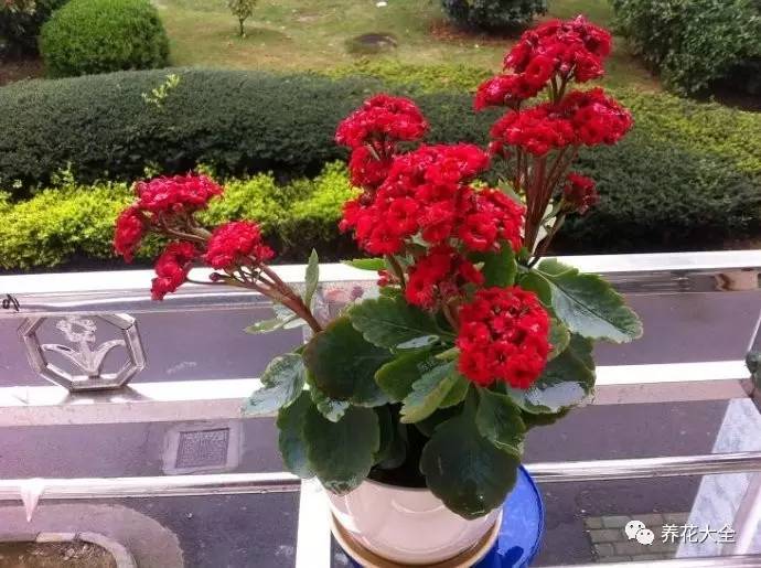 发财树的土养不活绿萝,养了几年的绿萝为什么没有根