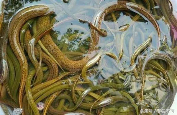 农村大叔自制黄鳝,农村大叔稻田抓黄鳝