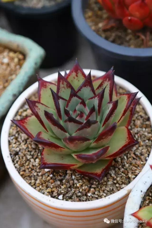 麦饭石颗粒真假,真假黄金麦饭石颗粒