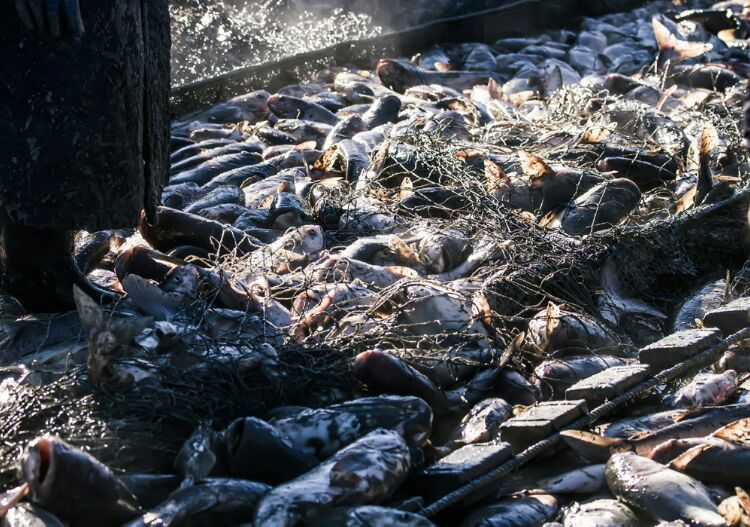 查干湖冬捕纪录片全集,查干湖冬捕地点在哪里