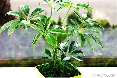 鹅掌枫树木图片,大叶鹅掌木盆栽