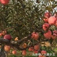 农村种什么果树赚钱快又好养,三农种植致富技术果树