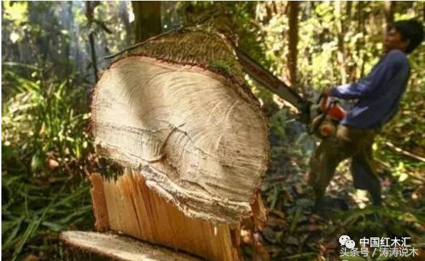 高端缅甸花梨红木家具实惠价格,惜木红木家具价格