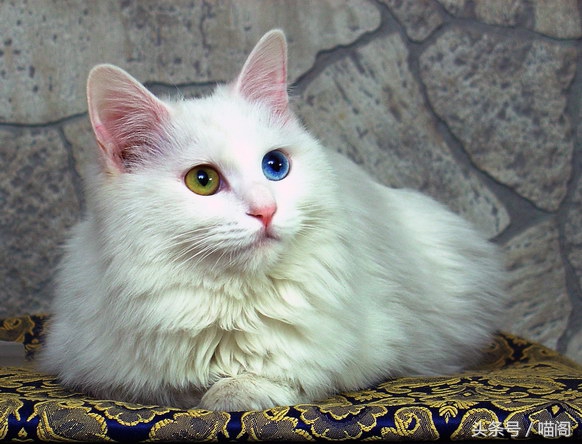 猫咪排名前十的猫,世界最温顺的猫排名榜