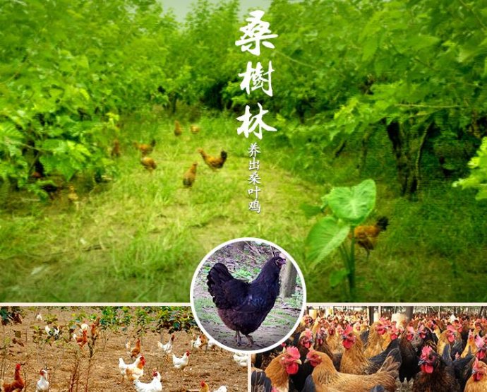 土鸡品种和名称大全,土鸡的概念与辨别