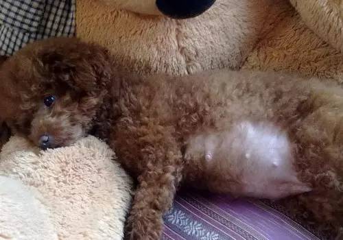 狗狗妊娠期怎么管理,狗狗的妊娠期