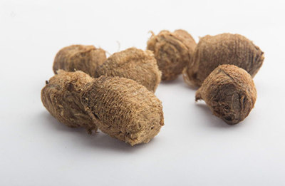 桑树全身都是药材,桑树哪些部位可以入药及功效