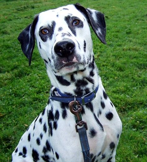 斑点狗品种介绍大全及图片,斑点狗的品种