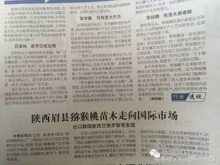 人工种植猕猴桃苗木价格,种植什么品种猕猴桃最有销路