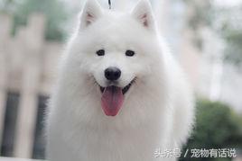 狗狗排行榜哈士奇,最可爱的狗泰迪排第几