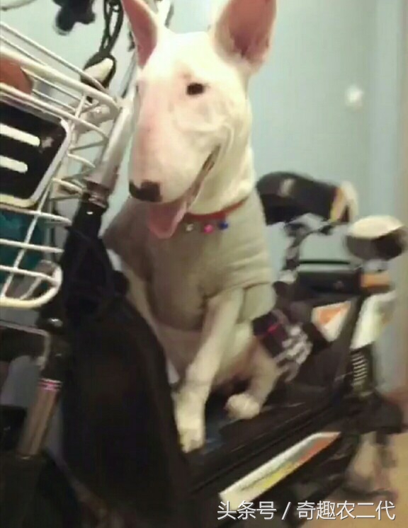 德国黑背犬攻击性,德国黑背犬厉害么