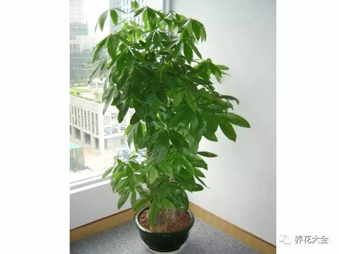 水养发财树绿萝黄叶掉叶怎样补救,绿萝发财树怎么养不烂根