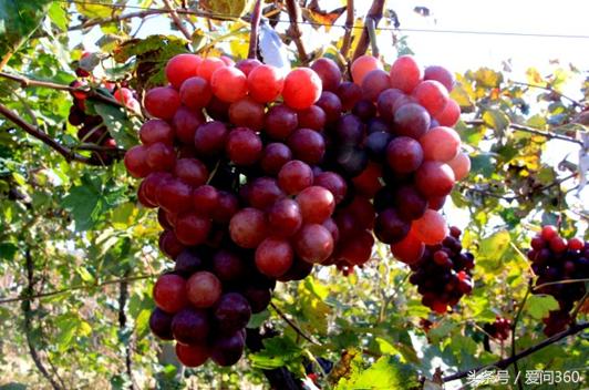 红提的营养价值吃法,红提营养价值及功效