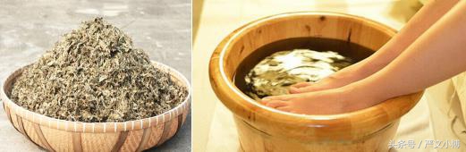 艾叶的功效与作用,艾叶的功效与作用及禁忌论坛