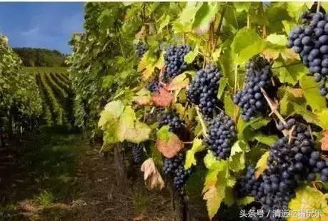 英德有多少个地方,英德最好的地方在哪里