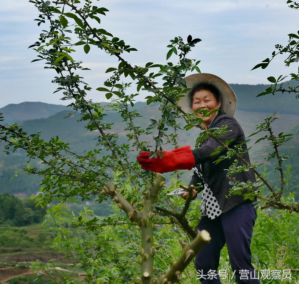 营山县老林镇众鑫泰花椒采摘,营山花椒产业园