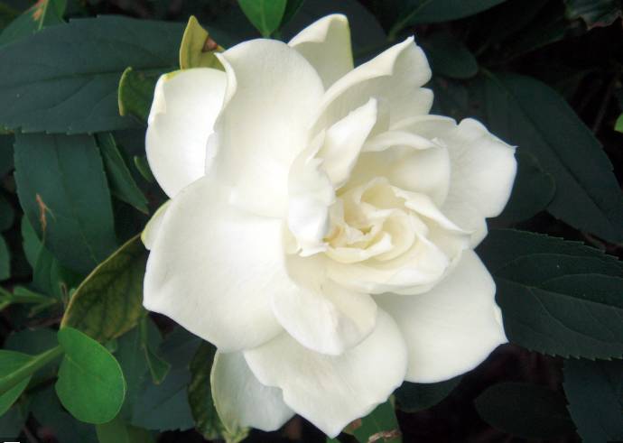 金酒就是松子酒吗,金酒是香槟吗