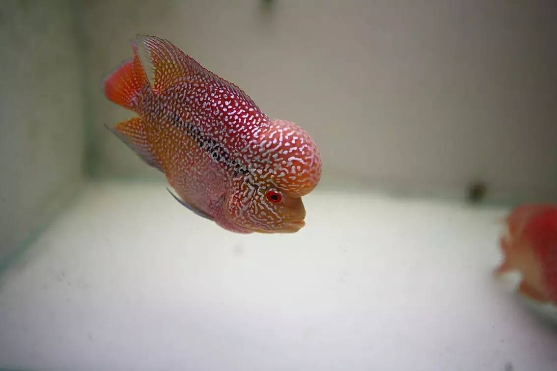 罗汉鱼被压制怎么办,罗汉鱼压苗是什么意思