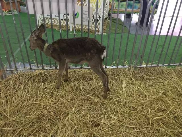 唐山远洋城咋样,唐山远洋城现状