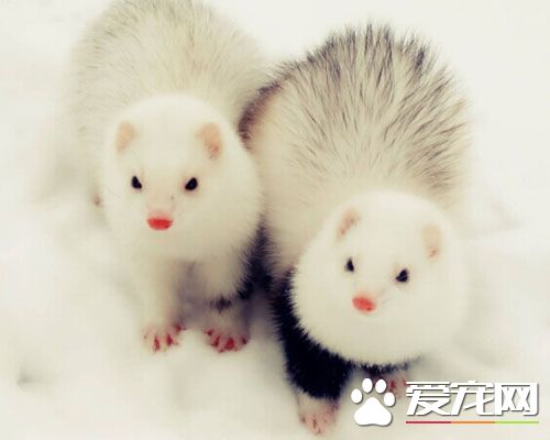 宠物貂夏天怎么办,宠物貂怎么护理保养好