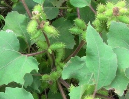 客家人常见的野果,环球客家