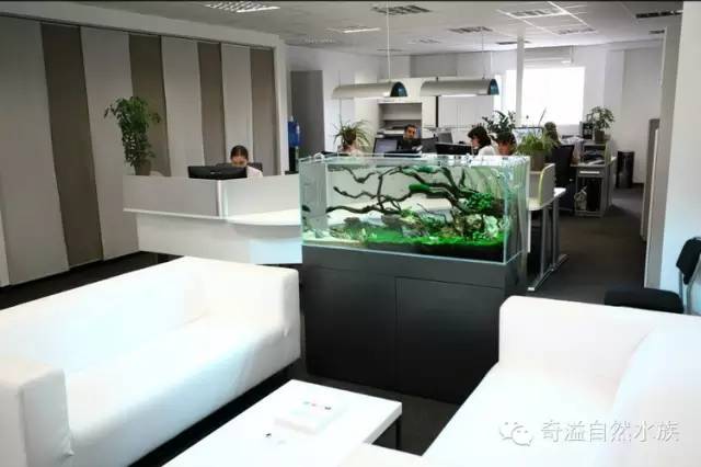 鱼缸摆放位置与属相,鱼缸的摆放位置以及风水影响