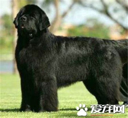 纽芬兰犬智商高吗还是非常聪明的狗狗