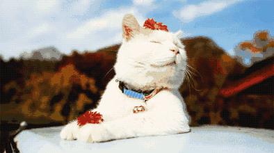 盘点网上遇到诈骗电话的神奇操作,警惕很容易让你上当的网购骗局