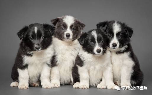 家里狗毛纷飞该怎么办,家里狗毛满天飞怎么办