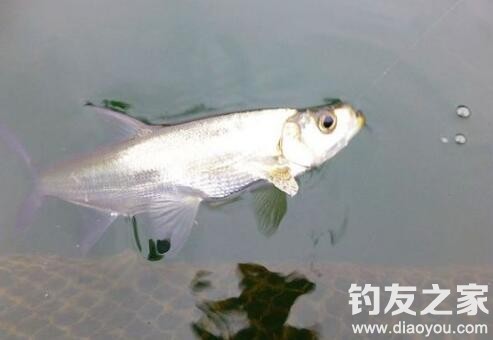 海竿江河钓翘嘴用什么钩,海竿铅头钩野钓翘嘴技巧及方法