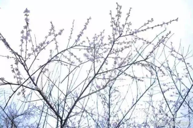 惠州梁化梅园最佳时间,惠州梁化梅园