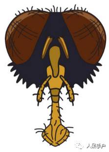 看昆虫各式“大嘴”如何吞天吞地~