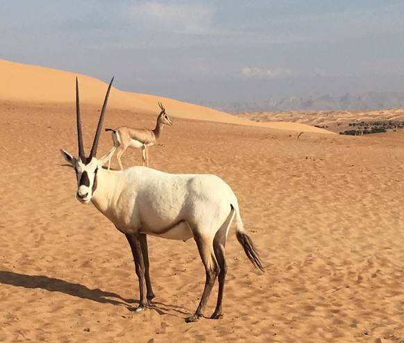 迪拜王子开车去沙漠越野,沙漠越野迪拜沙漠汽车赛