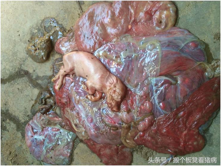 母猪产后不发情最有效治疗方案,养猪人猪病简易防治技术分享