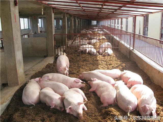 养猪好还是养鸡好养呢,养猪好还是养鸭赚钱