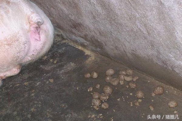 养好母猪,养好母猪与仔猪