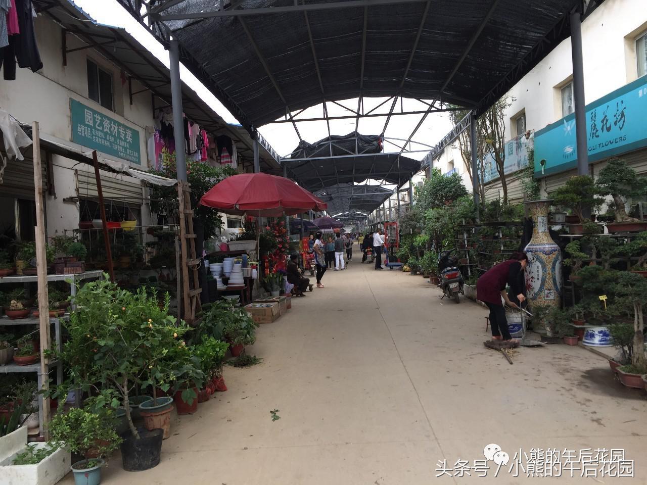 二零一六,多肉大事记