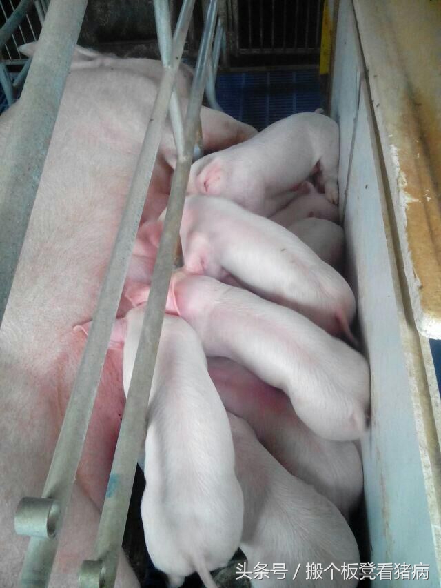 母猪少乳什么原因造成的,经产母猪下猪为啥越来越少