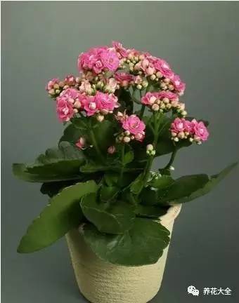 水养发财树绿萝黄叶掉叶怎样补救,绿萝发财树怎么养不烂根