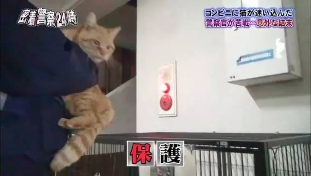 猫咪进餐厅被警察带走,猫咪禁止入内被逮捕