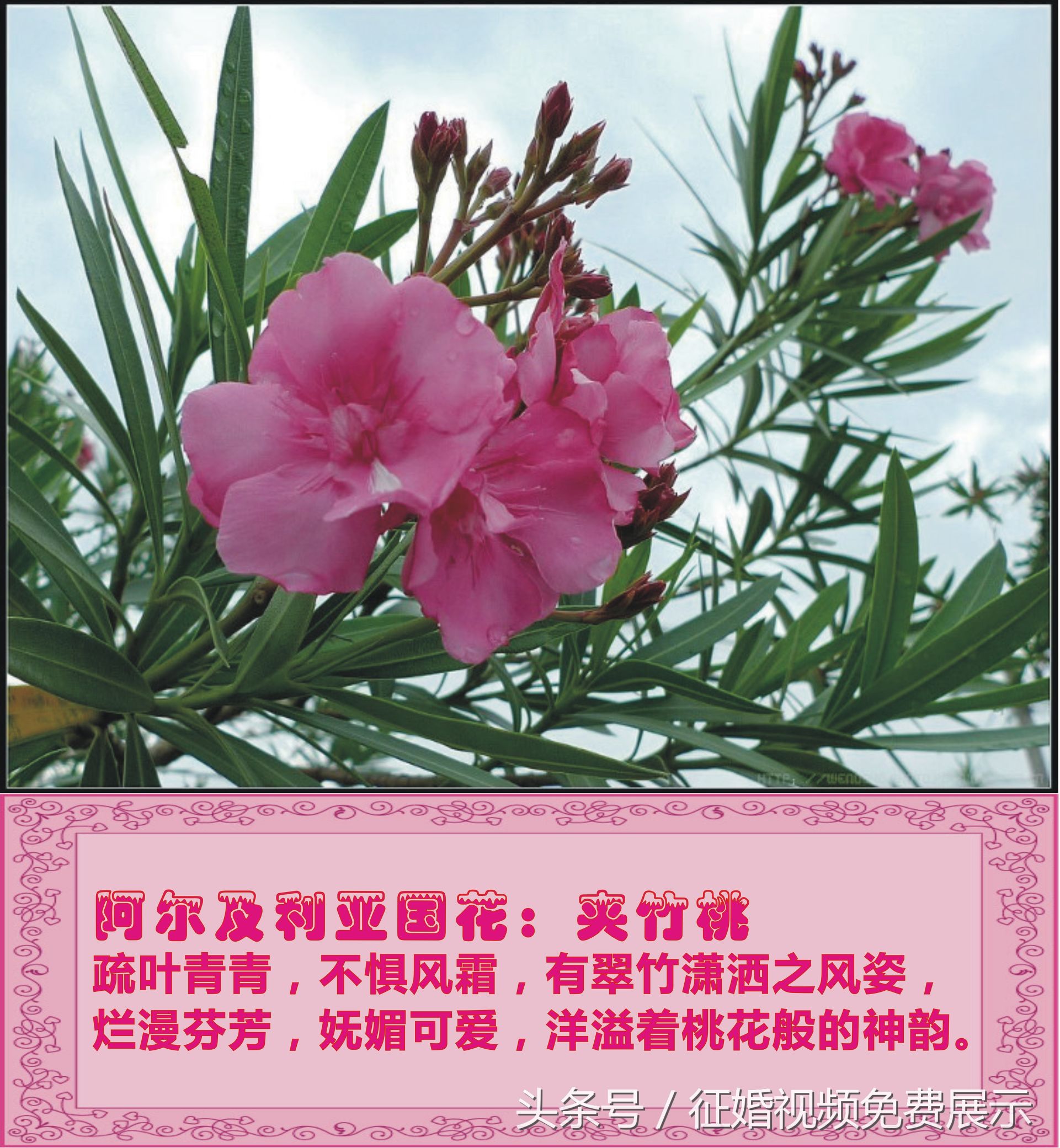 各国国花及象征意义,世界各国国花及寓意