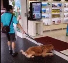 狗狗一拉出去，就收不回来了，怎么破？