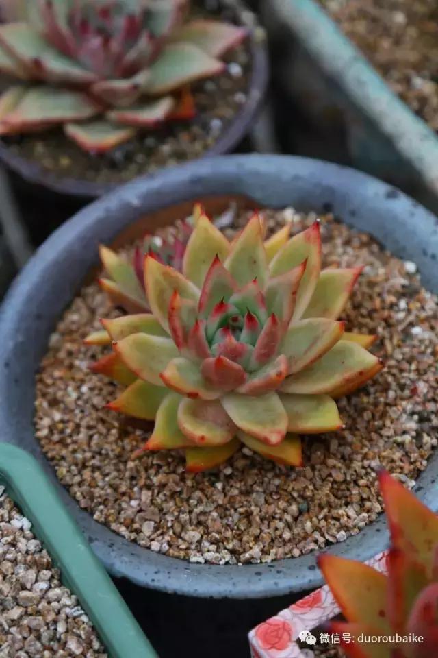 黄金麦饭石是真正麦饭石吗,黄金软麦饭石真假