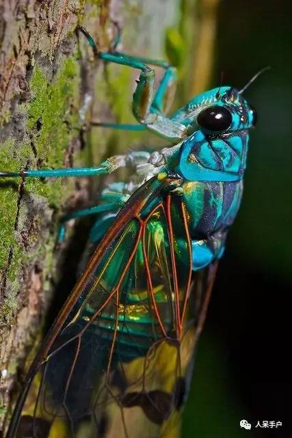 看昆虫各式“大嘴”如何吞天吞地~