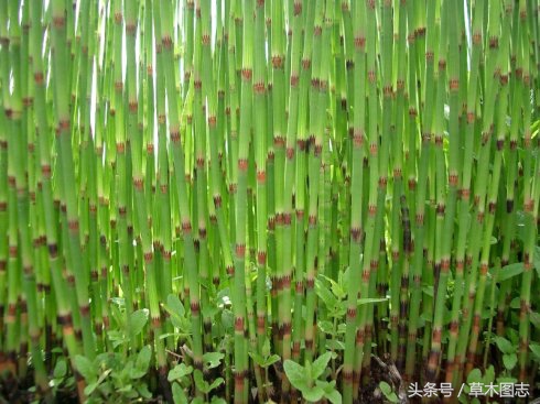 野生接骨草的作用,骨节草能吃吗