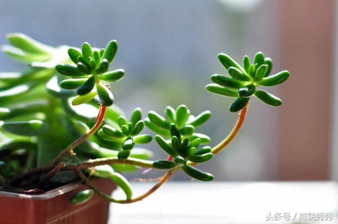 烟灰弹到花盆里好不好,烟灰放花盆里养花行吗