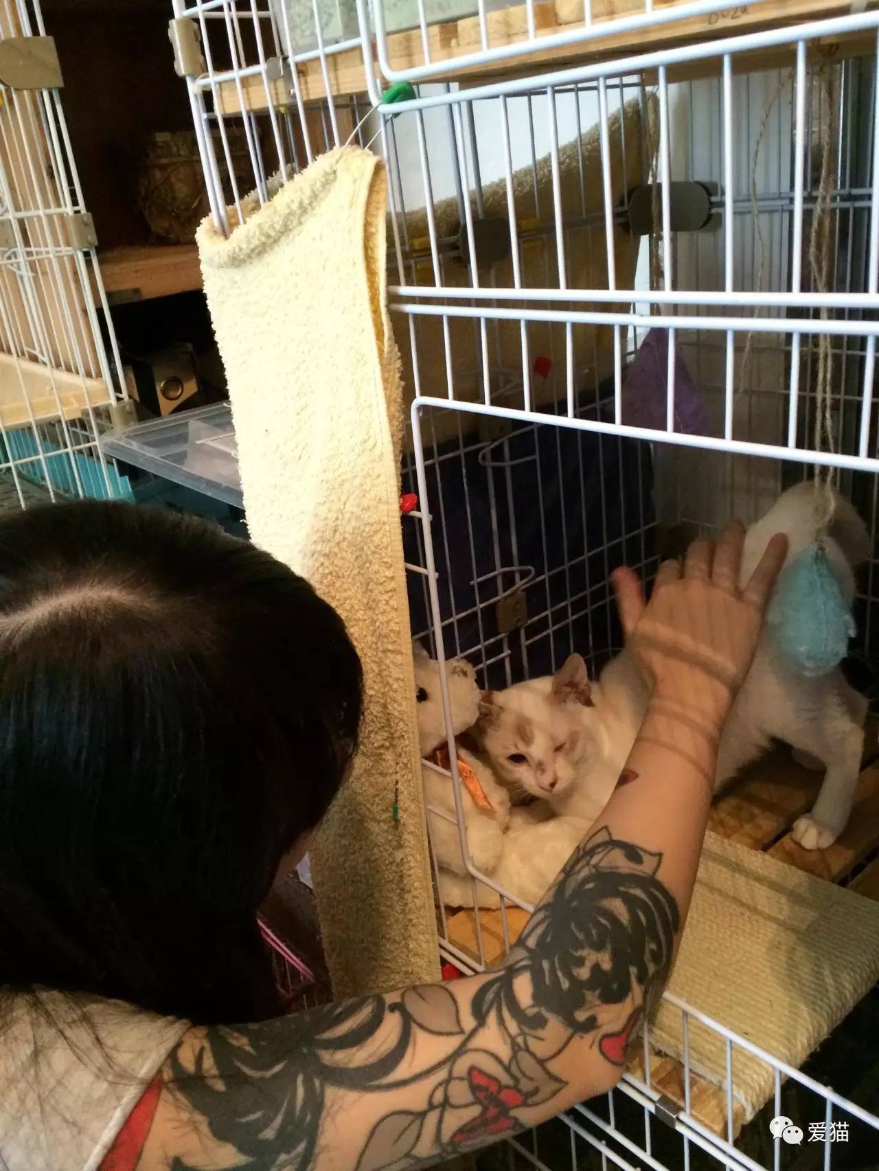 她纹身但她是个好女孩，照顾了20只没人愿意领养的残疾猫咪！
