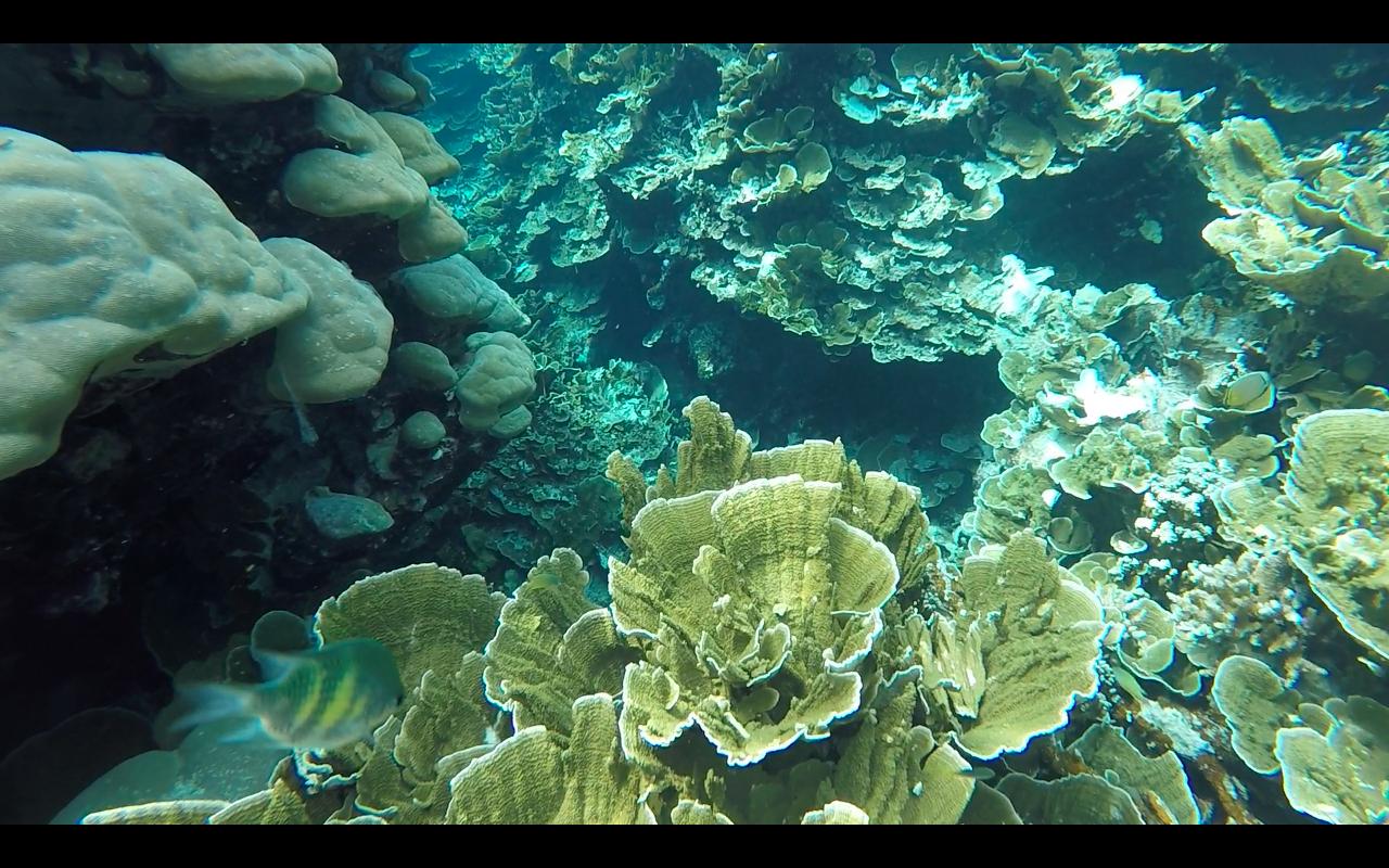 帕劳旅行攻略大全图文,帕劳旅行攻略图文大全