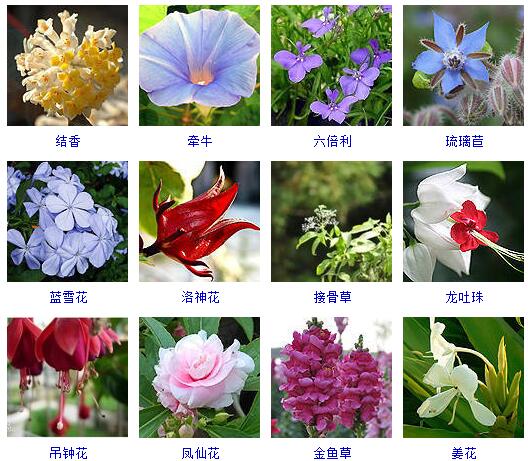 150种花卉大全,108种花卉大全