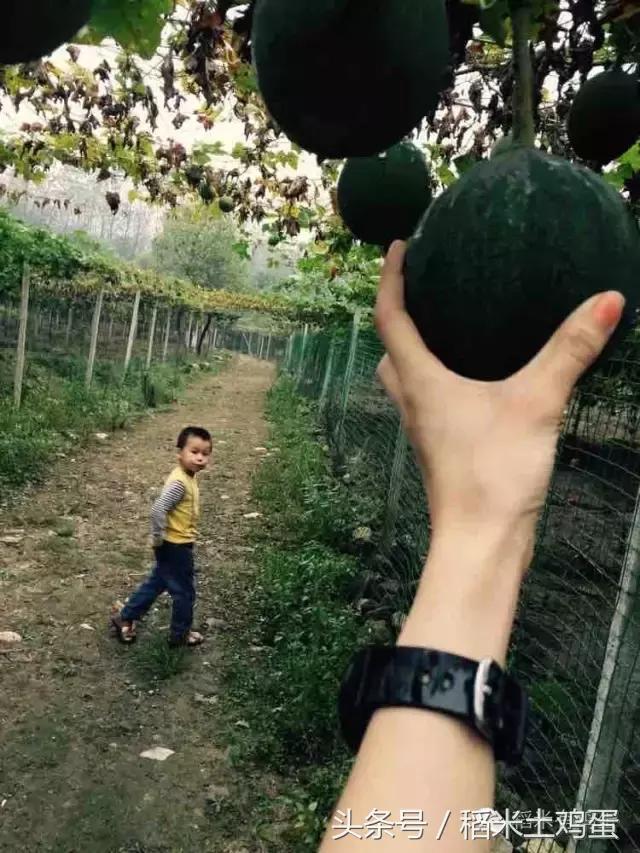 香甜可口的瓜子,年味不一样的滋味